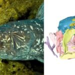 In 2019, scientists found clues to how the living coelacanth’s hinged skull grows and why its brain stays tiny, shedding light on skull evolution |