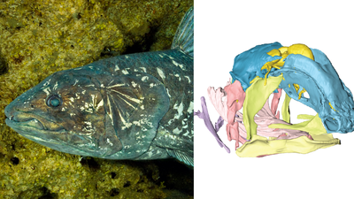 In 2019, scientists found clues to how the living coelacanth’s hinged skull grows and why its brain stays tiny, shedding light on skull evolution |