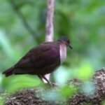 In 2025, conservation teams began removing invasive rats and pigs from a Pacific island; by 2026, native forests were regenerating, rare birds were nesting and sea turtles had returned after decades