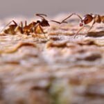 In Southern California, five rival supercolonies of Argentine ants are engaged in a war; researchers reported 15 million worker ants’ deaths in a single war