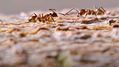In Southern California, five rival supercolonies of Argentine ants are engaged in a war; researchers reported 15 million worker ants’ deaths in a single war
