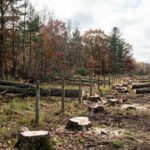 In 2015, a Kansas neighbour building a boundary fence cut 133 trees, some as far as 70 feet inside the adjoining land; 11 years later, an appeals court has upheld the landowner’s ,500 damages award