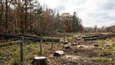 In 2015, a Kansas neighbour building a boundary fence cut 133 trees, some as far as 70 feet inside the adjoining land; 11 years later, an appeals court has upheld the landowner’s $6,500 damages award