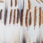 Italian farmer planted mysterious seeds found in attic, discovered ancient biblical wheat with seven ears on one stalk that could help crops survive drought and climate change