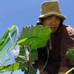 Jason Scott Lee bought 25 acres of damaged Hawaiian land littered with car parts and paint cans; the Hollywood actor built a simple home, grew his own food and worked to bring back the rainforest