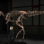 A Montana rancher found this dinosaur in 2019; now the 70%-complete Nanotyrannus, one of only three known skeletons, is on display in New York before an auction carrying a  million to  million estimate