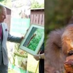 King Charles visited a project testing contraceptives on grey squirrels; the unusual plan aims to save Britain’s rare red squirrels | World News