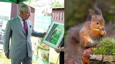King Charles visited a project testing contraceptives on grey squirrels; the unusual plan aims to save Britain’s rare red squirrels | World News