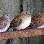 King Charles’s Sandringham estate helped release captive-bred turtle doves as conservationists work to restore a bird with fewer than 1,000 wild breeding pairs in the UK | World News