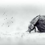 Oscar Whitfield wins 2026 Young Wildlife Photographer of the Year title with close-up image of a dung beetle in Zimbabwe’s Zambezi National Park, along with five other stunning pictures