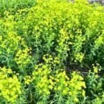 Leafy spurge may have arrived in North America through a Massachusetts ballast dump in 1827; contaminated crop seeds later helped the invasive plant spread across the US and Canada | World News