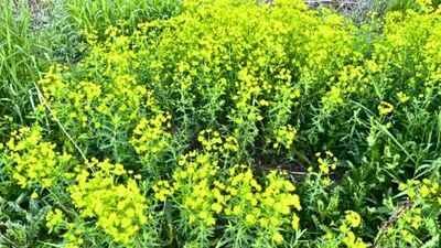 Leafy spurge may have arrived in North America through a Massachusetts ballast dump in 1827; contaminated crop seeds later helped the invasive plant spread across the US and Canada | World News