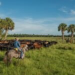 Florida approved permanent protection for 1,034 acres of Limestone Creek Ranch, a 70-year cattle operation once owned by a governor; the .52 million easement keeps the land working inside the Wildlife Corridor | World News