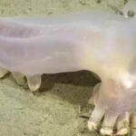 Scientists identified 57 new deep-sea species from Argentina’s Mar del Plata Canyon, including a translucent sea cucumber nicknamed Loki after remotely operated vehicles explored the depths
