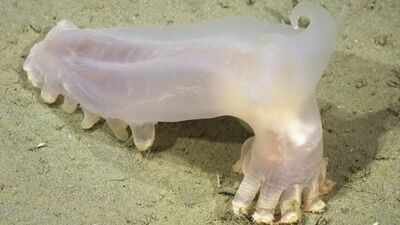 Scientists identified 57 new deep-sea species from Argentina’s Mar del Plata Canyon, including a translucent sea cucumber nicknamed Loki after remotely operated vehicles explored the depths