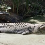 Man arrested after creating AI crocodile image at Singapore reservoir; authorities shut water activities for 2 days and searched for reptile that never existed | World News