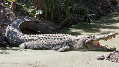Man arrested after creating AI crocodile image at Singapore reservoir; authorities shut water activities for 2 days and searched for reptile that never existed | World News