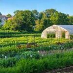 After more than six generations of family ownership, a Massachusetts nonprofit raised over .9 million to buy 5.23-acre Holly Hill Farm and permanently protect the centuries-old piece of farmland