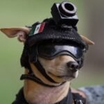 Meet Comando: 7-kg Chihuahua joins Mexico’s National Guard; trains for search-and-rescue work and appears at public events﻿ | World News