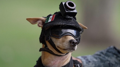 Meet Comando: 7-kg Chihuahua joins Mexico’s National Guard; trains for search-and-rescue work and appears at public events﻿ | World News