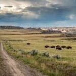 Montana conservation group bought 70,000-acre ranch once owned by Texas billionaires, expanding planned nature preserve beyond half a million acres | World News