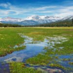 Scientists planted 40,000 native seedlings in Yosemite’s damaged Tuolumne Meadows; three years later, soil organic matter was improving, but the meadow was still losing more carbon than it gained
