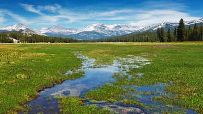 Scientists planted 40,000 native seedlings in Yosemite’s damaged Tuolumne Meadows; three years later, soil organic matter was improving, but the meadow was still losing more carbon than it gained