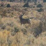 Nevada’s ‘lost’ species raise extinction fears as new journal tracks missing plants and animals; US wildlife agency staffing falls 38% in state, over 4,300 species globally unrecorded for a decade