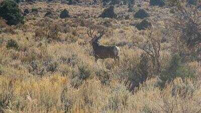 Nevada’s ‘lost’ species raise extinction fears as new journal tracks missing plants and animals; US wildlife agency staffing falls 38% in state, over 4,300 species globally unrecorded for a decade