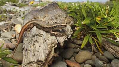 New Zealand built a 676-square-metre pest-proof sanctuary for rare skinks; four were released in 2026 to rebuild a mainland population |