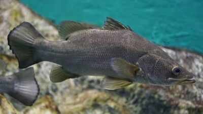 In the late 1950s and early 1960s, Nile perch were introduced into Lake Victoria to improve fisheries; decades later the predator was linked to the loss of many native cichlids and transformation of the lake’s fishery