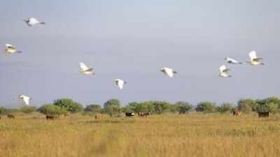 In 1834, the O’Connor family’s Texas ranching legacy began; 191 years later, an $8.863 million deal protected 6,409 acres of coastal prairie while keeping it a working cattle ranch