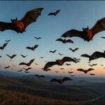 Scientists analysed 103 bat genomes and 44 fossils; their findings point to Europe as the likely birthplace of bats, challenging decades of evolutionary theories |