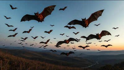Scientists analysed 103 bat genomes and 44 fossils; their findings point to Europe as the likely birthplace of bats, challenging decades of evolutionary theories |
