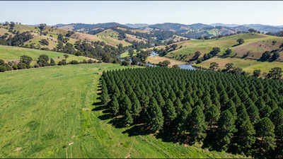 New Zealand study suggests pine planting reduced annual streamflow by nearly 30% in one Waikato catchment and 4.7% in another | World News