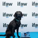 A Labrador once trained for mountain rescue becomes a marine conservation detection dog; Sgiath can sniff out the invasive organism known as “sea vomit” and wins IFAW’s 2026 Animal of the Year Award