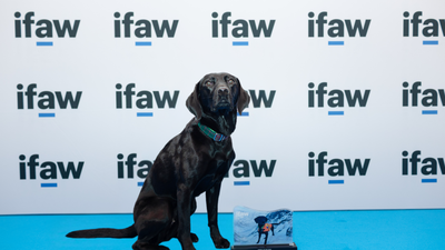 A Labrador once trained for mountain rescue becomes a marine conservation detection dog; Sgiath can sniff out the invasive organism known as “sea vomit” and wins IFAW’s 2026 Animal of the Year Award
