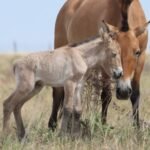 Przewalski’s horses disappeared from Kazakhstan for 200 years; two foals have now been born as conservationists rebuild the wild population | World News