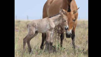 Przewalski’s horses disappeared from Kazakhstan for 200 years; two foals have now been born as conservationists rebuild the wild population | World News