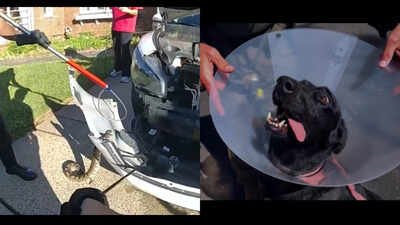 3-ft python in car, runaway pig, knife-wielding crab: 5 stange stories from US you missed