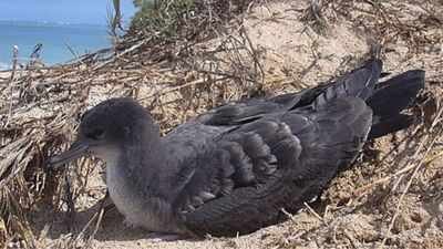 Rats were eradicated from Seychelles’ D’Arros Island in 2003; by 2016, its Wedge-tailed Shearwater colony had grown nearly 10-fold to 2,768 pairs |