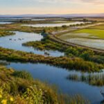 California is set to break ground on a project to transform 2,800 acres of Delta farmland on Webb Tract into wetlands and rice fields, reversing decades of land subsidence while creating habitat and storing carbon