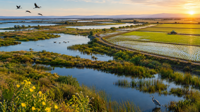 California is set to break ground on a project to transform 2,800 acres of Delta farmland on Webb Tract into wetlands and rice fields, reversing decades of land subsidence while creating habitat and storing carbon