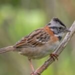 Scientists recreated a bird song recorded in the 1960s using a computer; modern sparrows began copying it, raising a new possibility for restoring lost bird calls