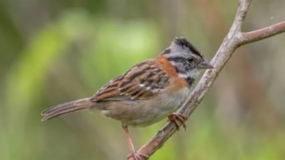 Scientists recreated a bird song recorded in the 1960s using a computer; modern sparrows began copying it, raising a new possibility for restoring lost bird calls