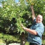 In 2012, a retired FBI agent began searching for ‘lost’ apples; more than a decade later, his mission has helped rediscover 30 forgotten varieties across the Pacific Northwest