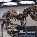 In 2019, a Montana rancher found a rare dinosaur skeleton on her land; seven years later, the 70%-complete Nanotyrannus sold for .3 million at a New York auction, far above its  million top estimate