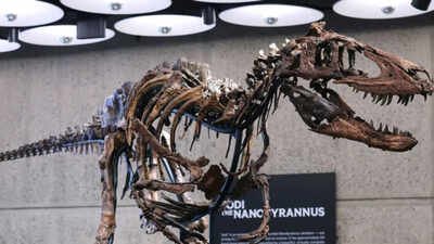 In 2019, a Montana rancher found a rare dinosaur skeleton on her land; seven years later, the 70%-complete Nanotyrannus sold for .3 million at a New York auction, far above its  million top estimate