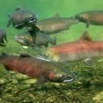 California crews placed over 24,000 cubic yards of gravel, 49 trees and 80 boulders in the Tuolumne River to rebuild 4.78 acres of habitat; within days of completion, scientists documented salmon spawning on new riffles