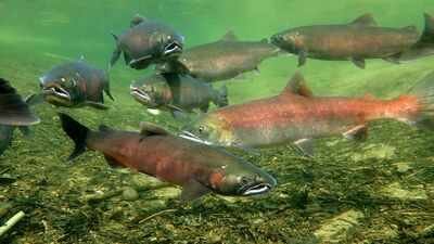 California crews placed over 24,000 cubic yards of gravel, 49 trees and 80 boulders in the Tuolumne River to rebuild 4.78 acres of habitat; within days of completion, scientists documented salmon spawning on new riffles